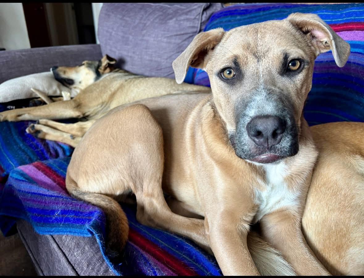 Dusty, ADOPTABLE, Young Male Mixed Breed.