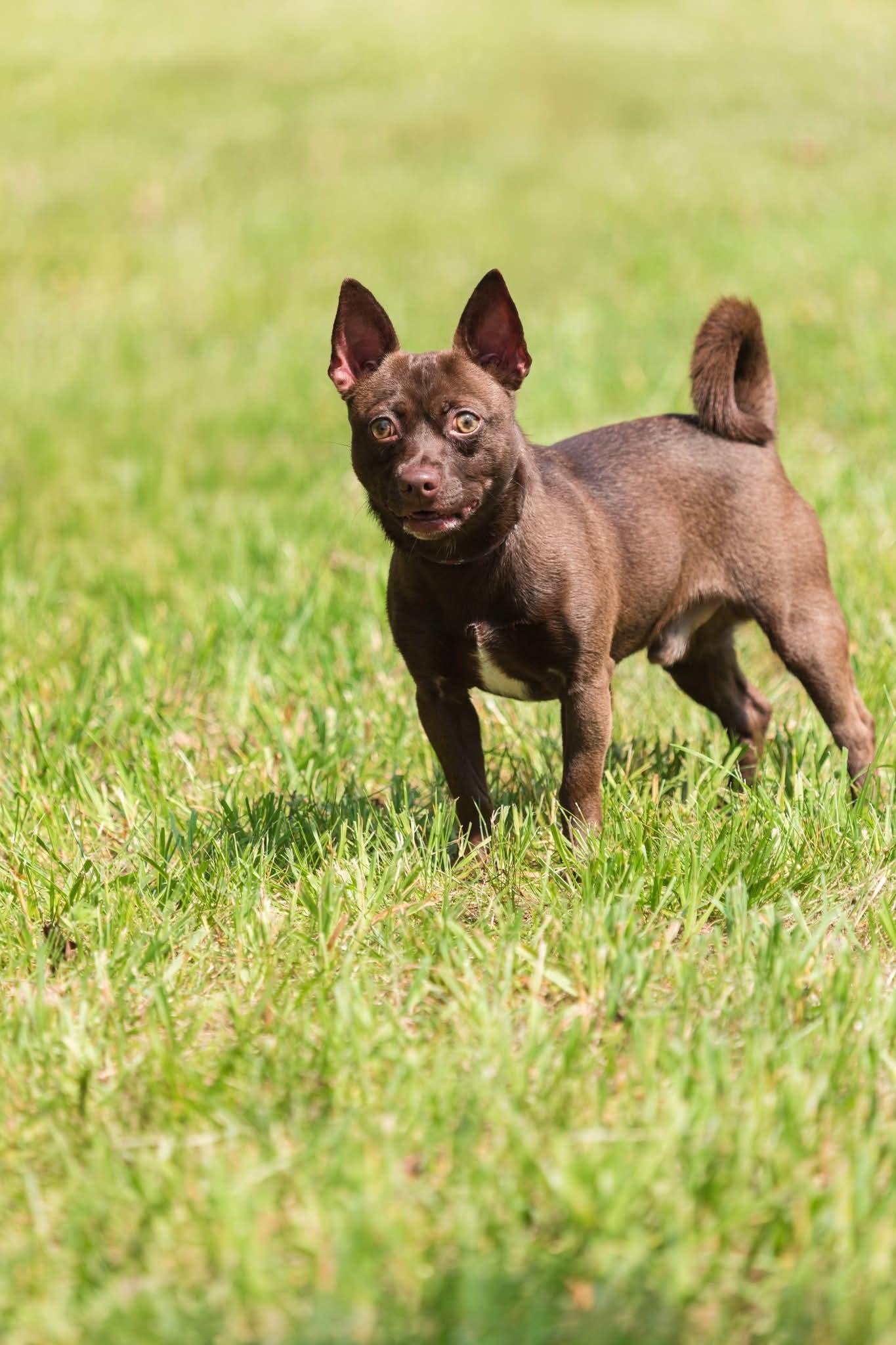 Desi, Adopted, Young Male Chihuahua.