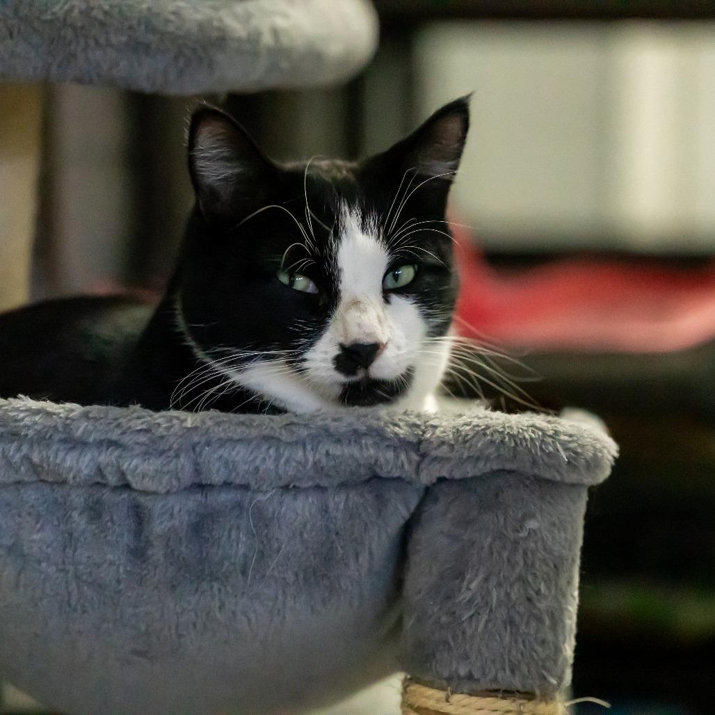 Enlarge Kabota, a Adoptable Domestic Long Hair in Enterprise, AL image 1/6