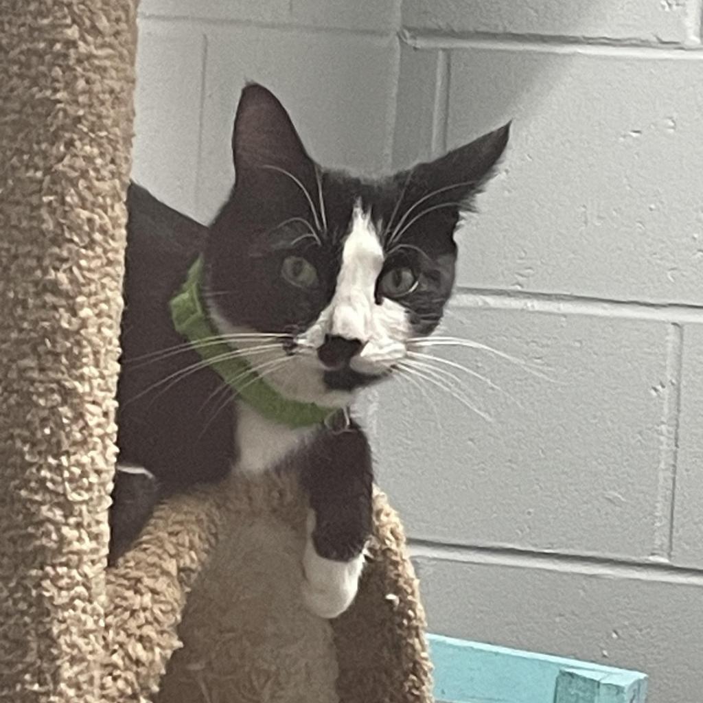 Enlarge Kabota, a Adoptable Domestic Long Hair in Enterprise, AL image 2/6