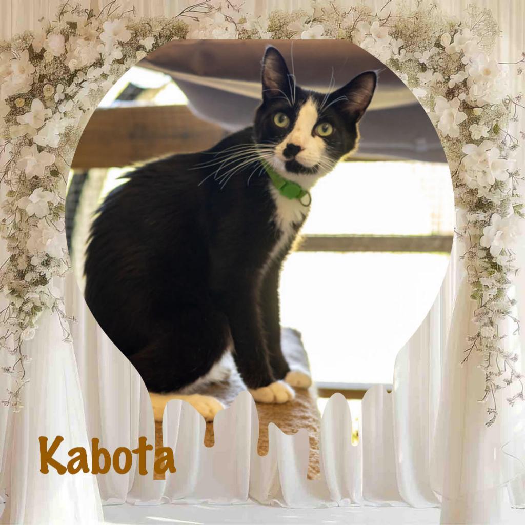 Enlarge Kabota, a Adoptable Domestic Long Hair in Enterprise, AL image 4/6