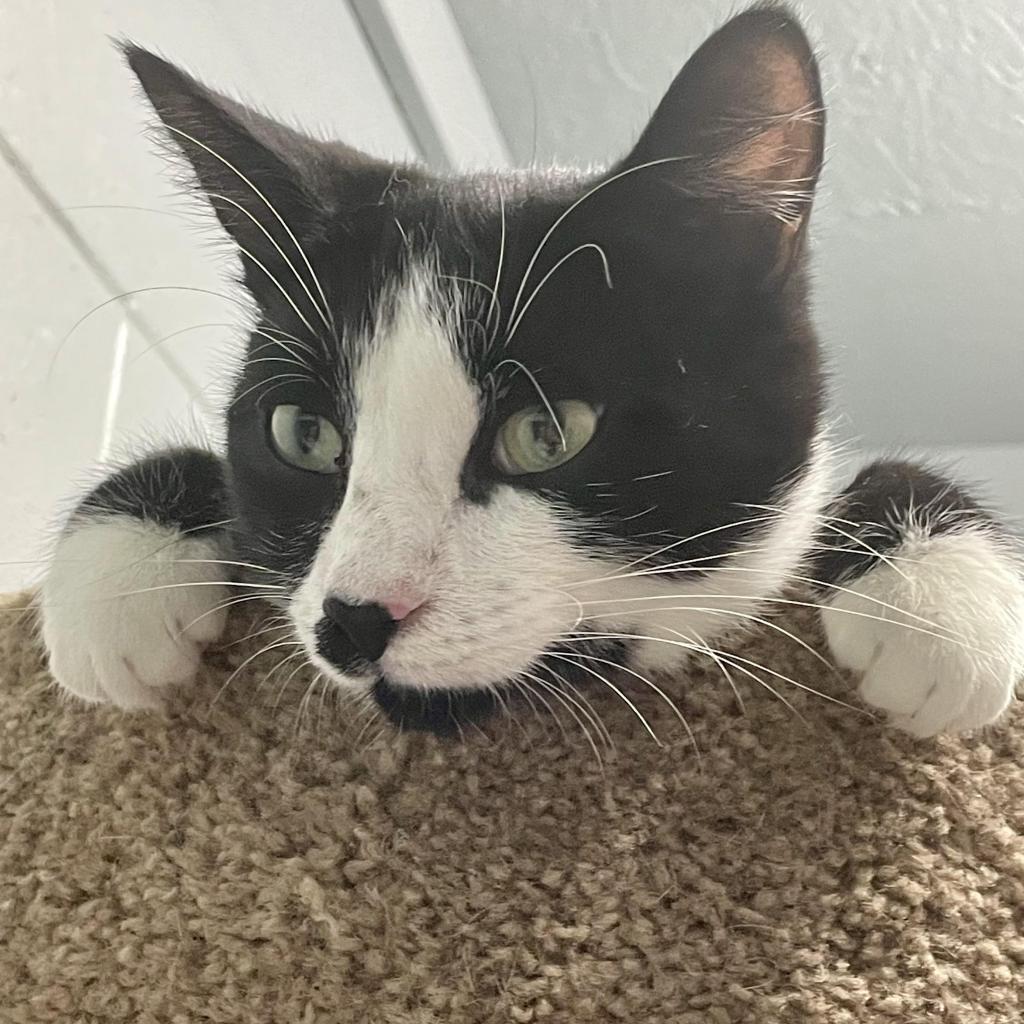 Enlarge Kabota, a Adoptable Domestic Long Hair in Enterprise, AL image 5/6