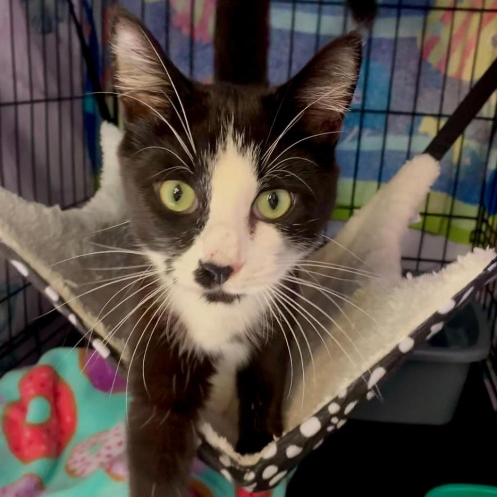 Enlarge Kabota, a Adoptable Domestic Long Hair in Enterprise, AL image 6/6