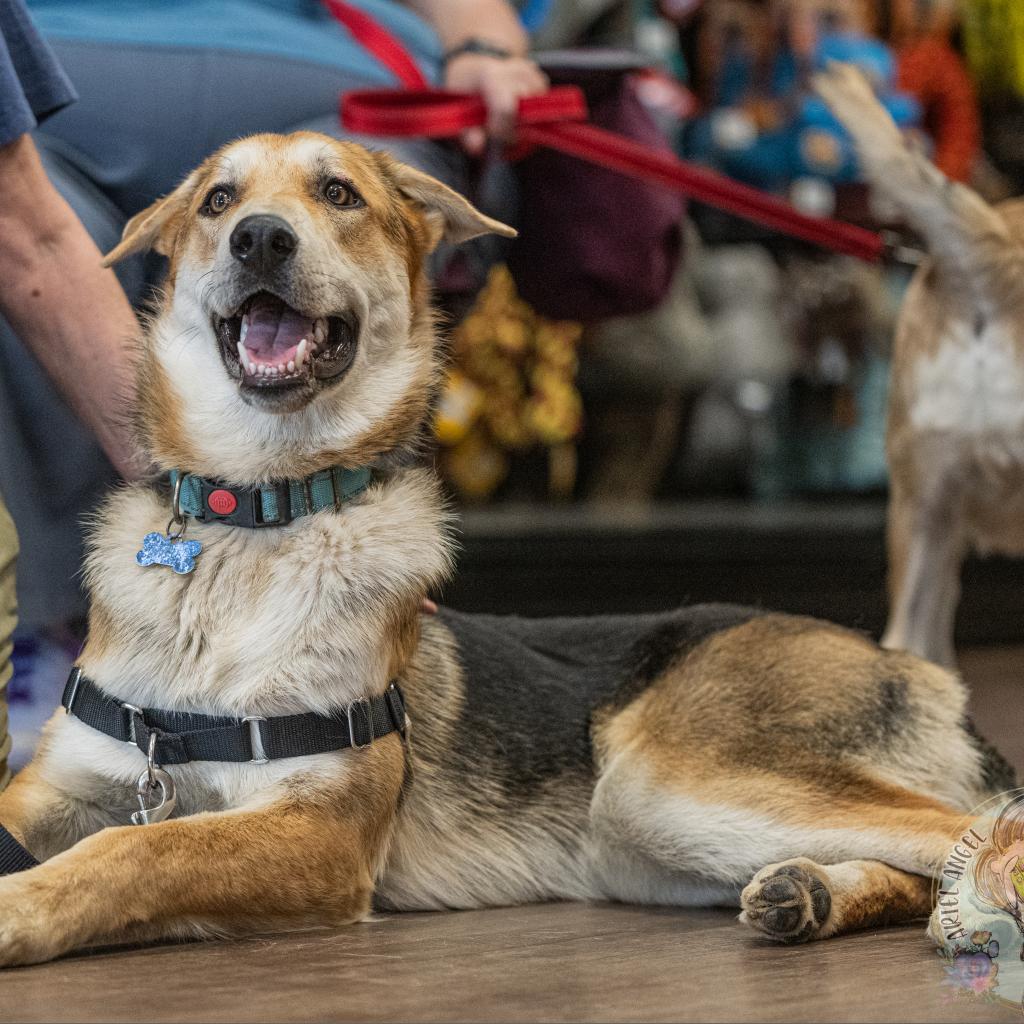 Enlarge Carter, a Adoptable German Shepherd Dog in Bartlett, TN image 1/6