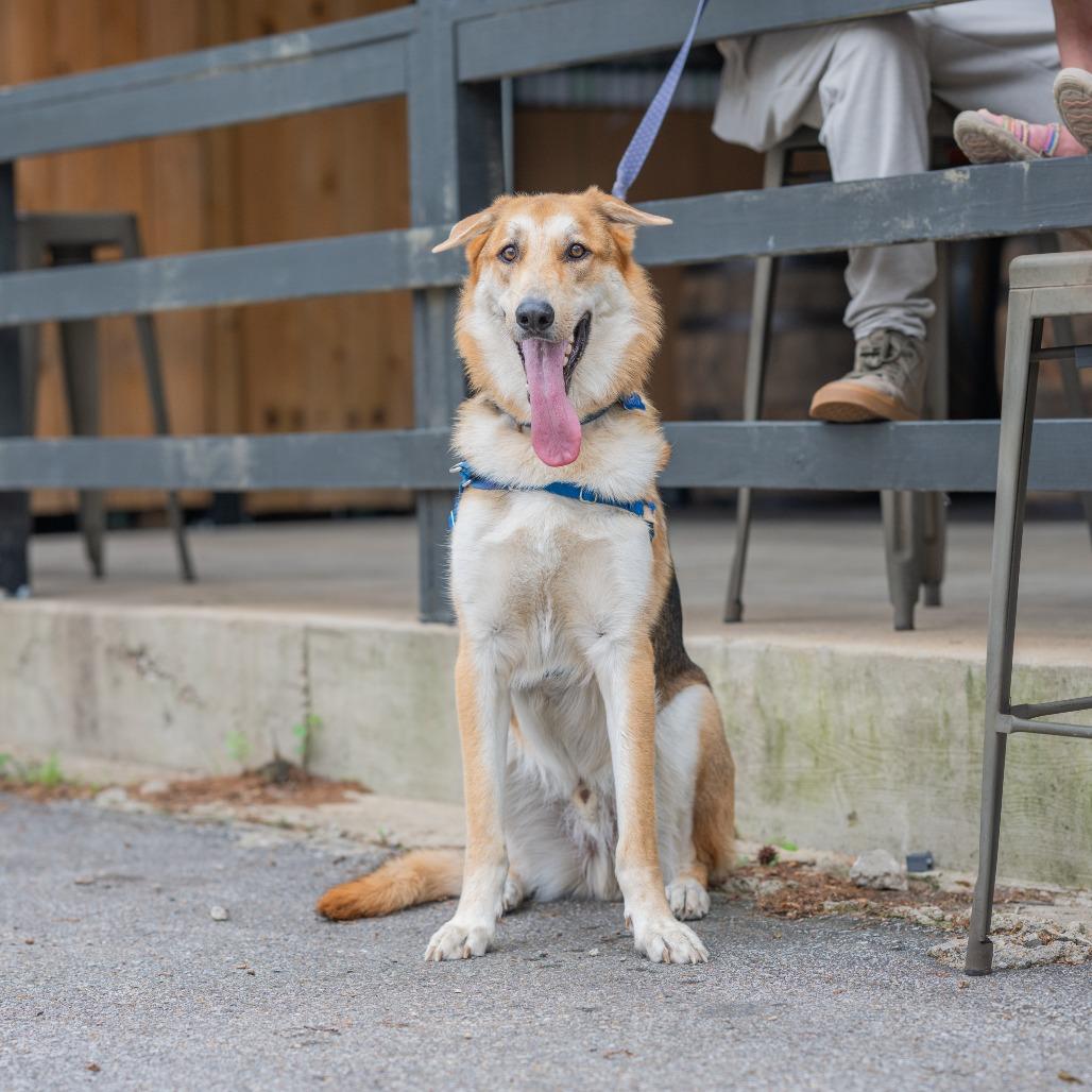 Enlarge Carter, a Adoptable German Shepherd Dog in Bartlett, TN image 2/6