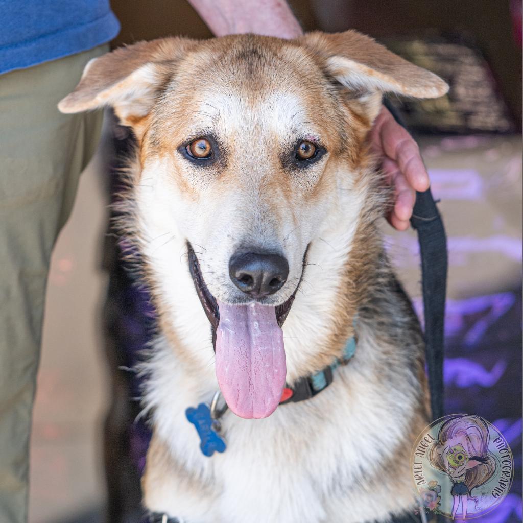 Enlarge Carter, a Adoptable German Shepherd Dog in Bartlett, TN image 3/6