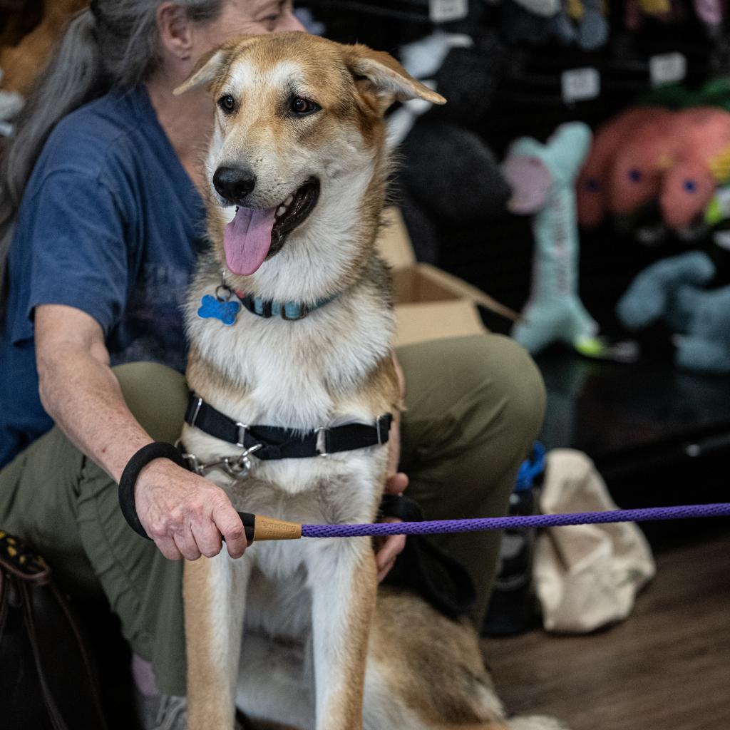 Enlarge Carter, a Adoptable German Shepherd Dog in Bartlett, TN image 6/6