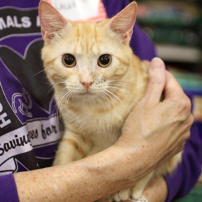 Sweet and Stripey- TT, Adoptable, Young Female Domestic Short Hair.