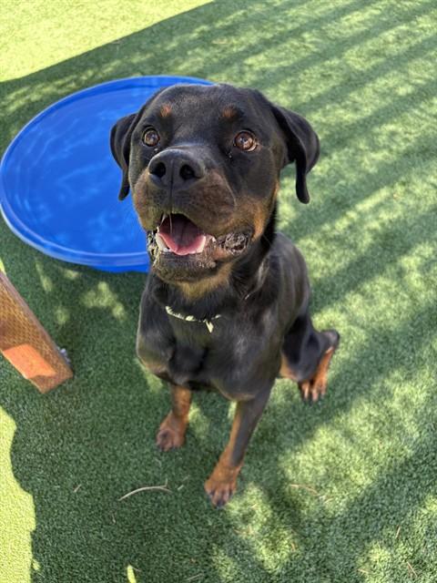 APOLLO, Adoptable, Adult Male Rottweiler.