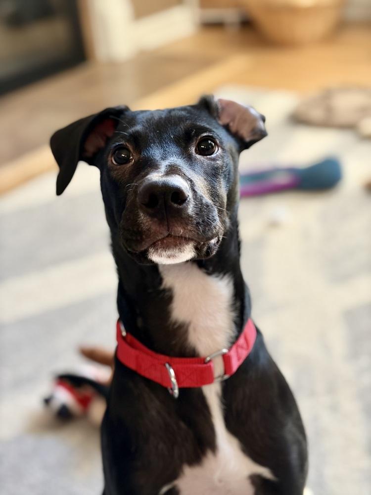 Enlarge Condor, a Adoptable mixed breed in Valley Stream, NY image 1/6