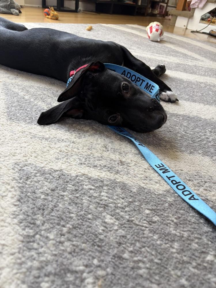 Enlarge Condor, a Adoptable mixed breed in Valley Stream, NY image 2/6