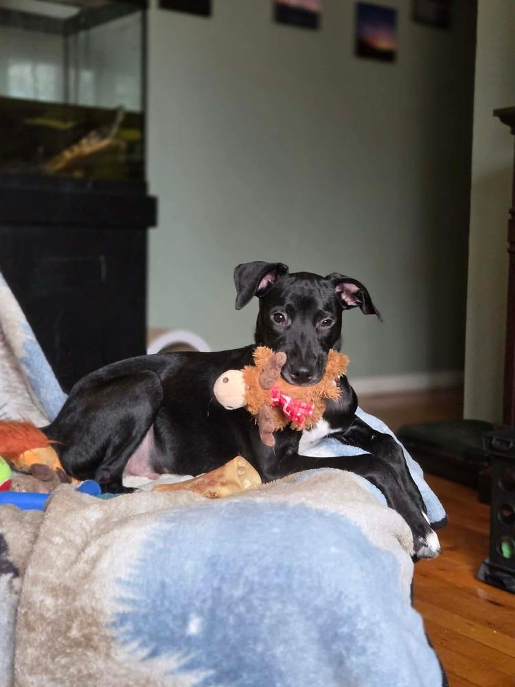 Enlarge Condor, a Adoptable mixed breed in Valley Stream, NY image 3/6