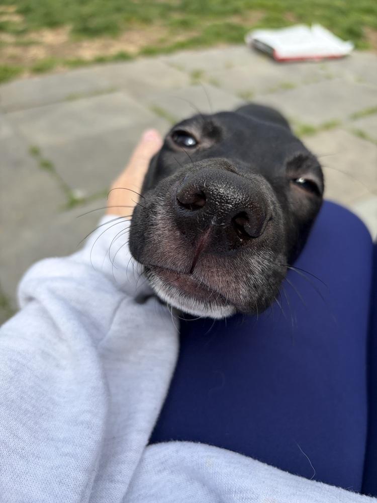 Enlarge Condor, a Adoptable mixed breed in Valley Stream, NY image 4/6