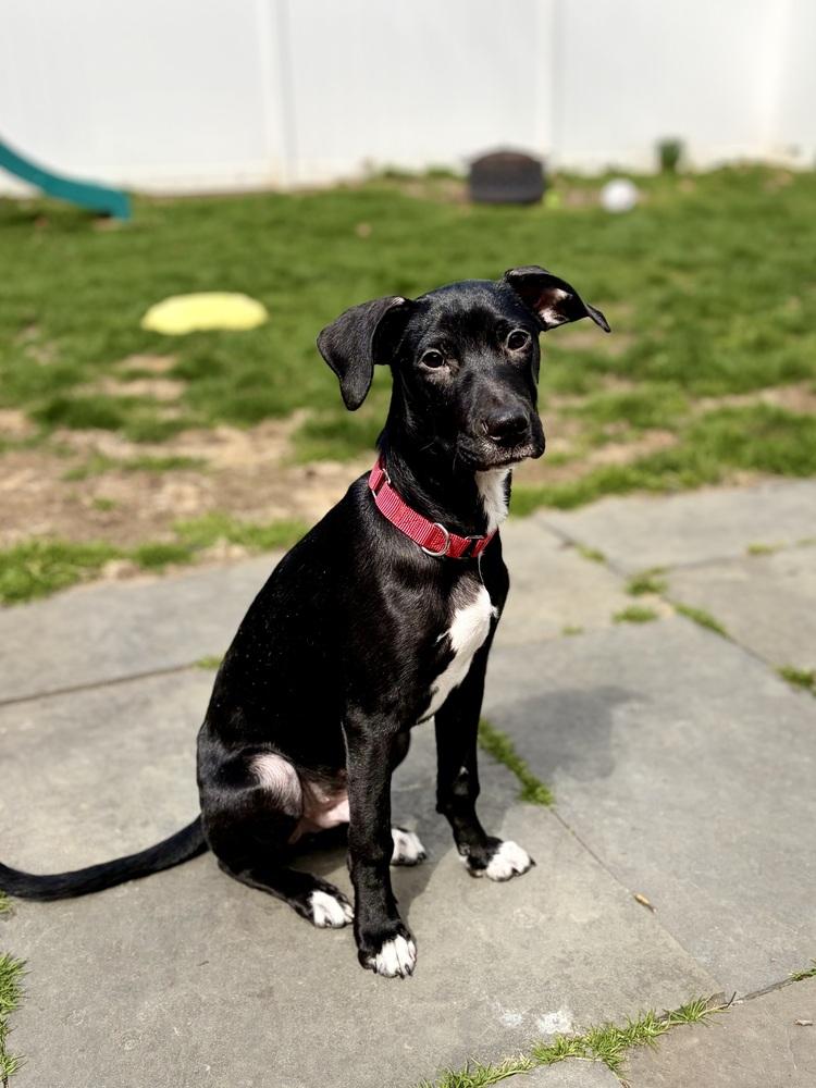 Enlarge Condor, a Adoptable mixed breed in Valley Stream, NY image 5/6