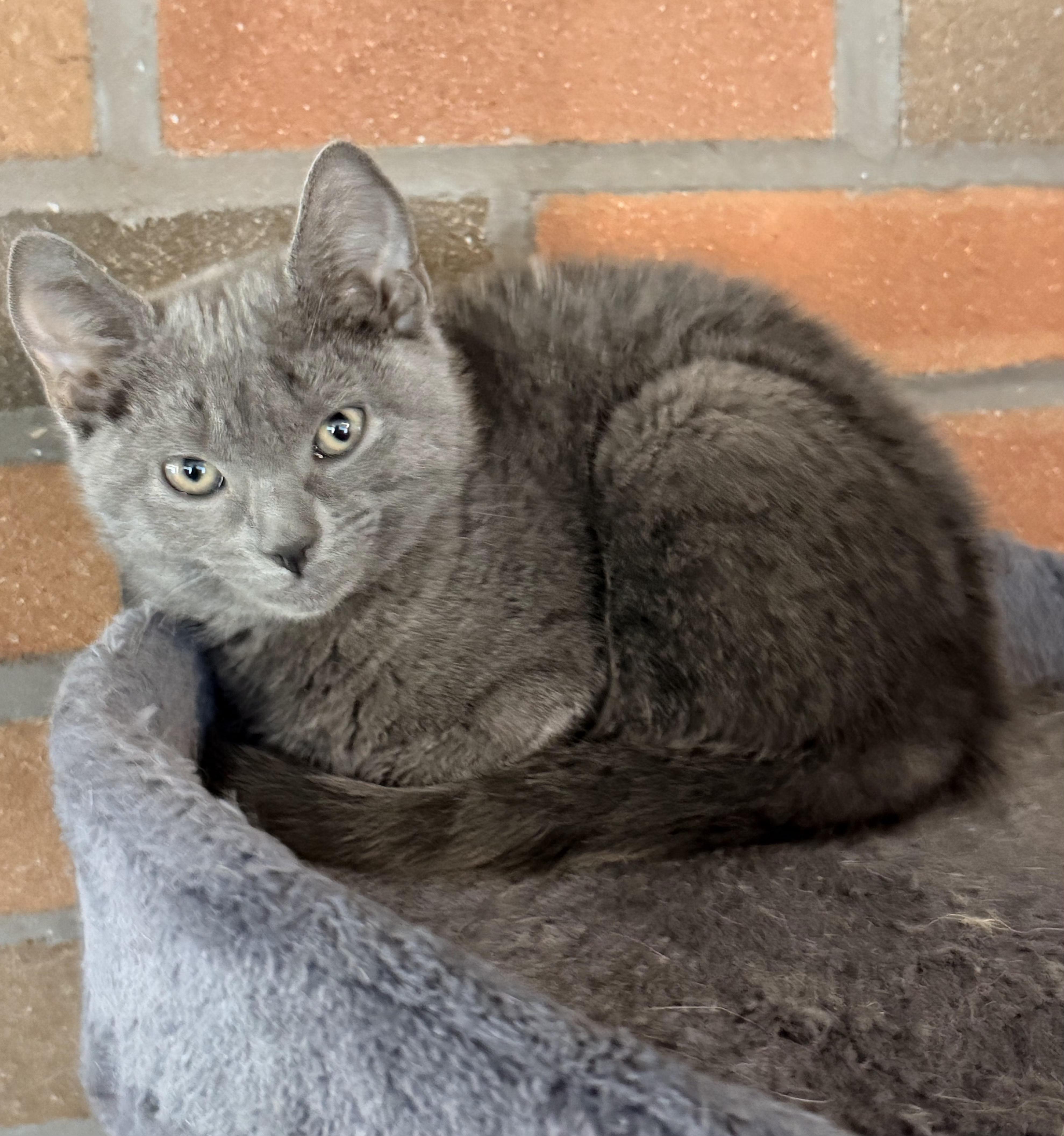 Enlarge Kiwi, an adopted Domestic Short Hair in Mansfield Center, CT image 1/1
