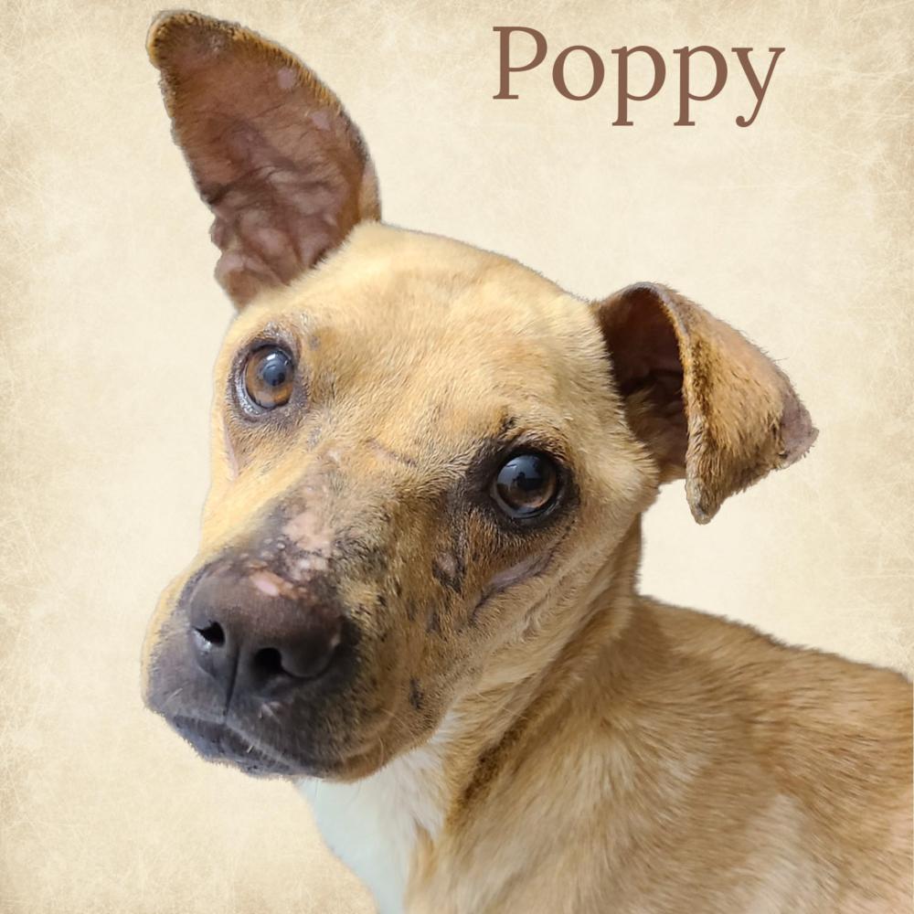 Poppy, a Adoptable mixed breed in Charlotte, NC image 1/6