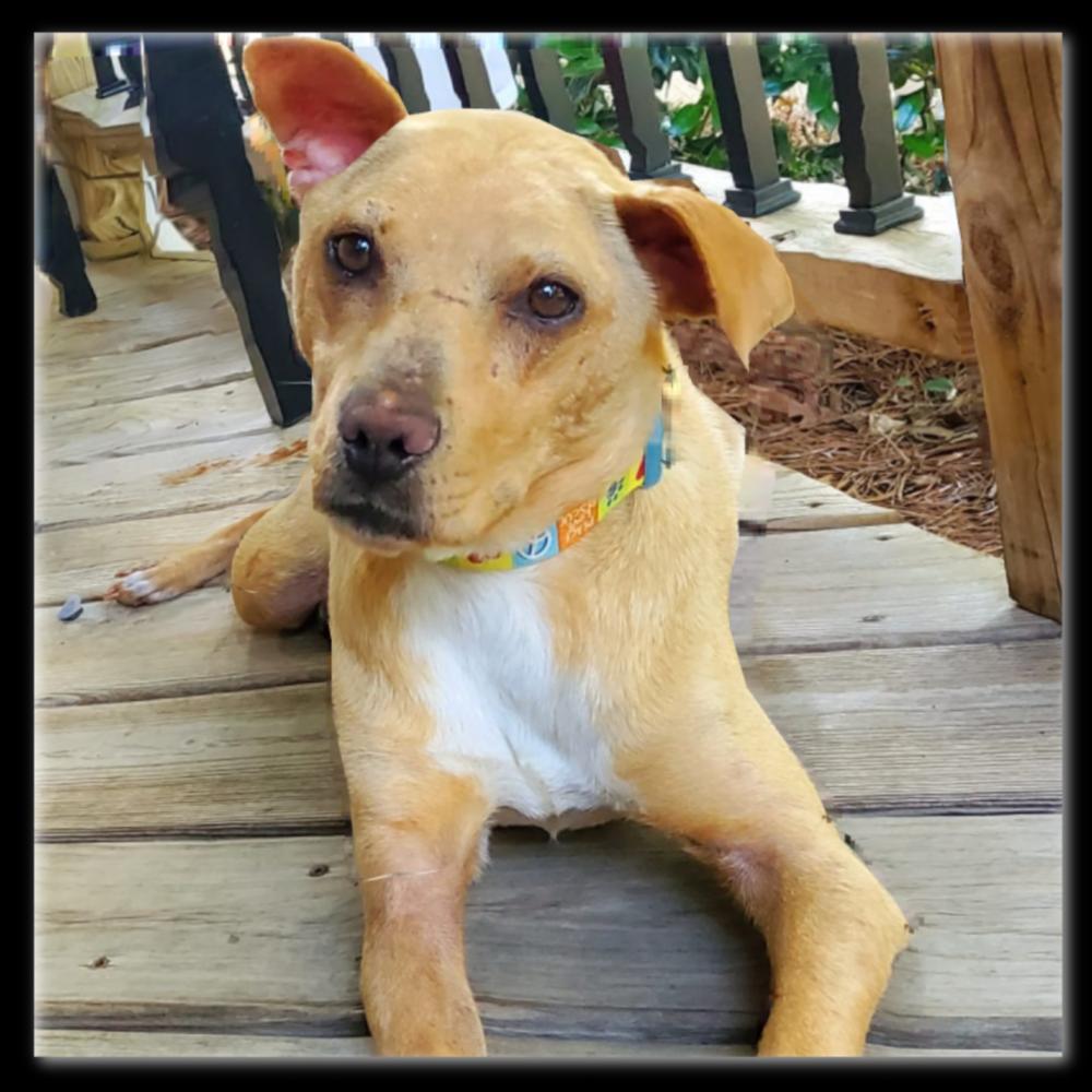 Poppy, a Adoptable mixed breed in Charlotte, NC image 2/6