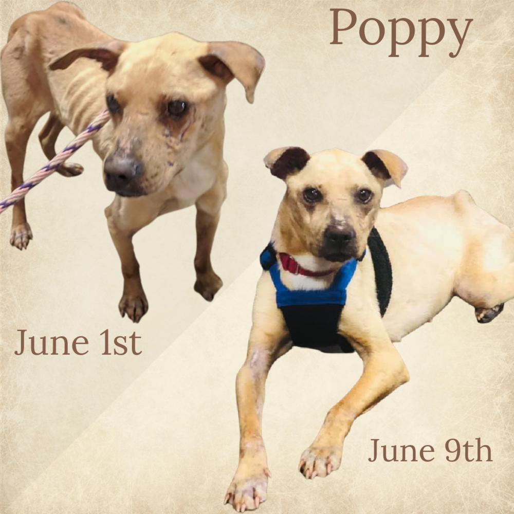 Poppy, a Adoptable mixed breed in Charlotte, NC image 3/6