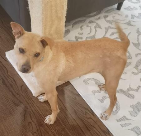 Poppy, Adoptable, Young Female Terrier.