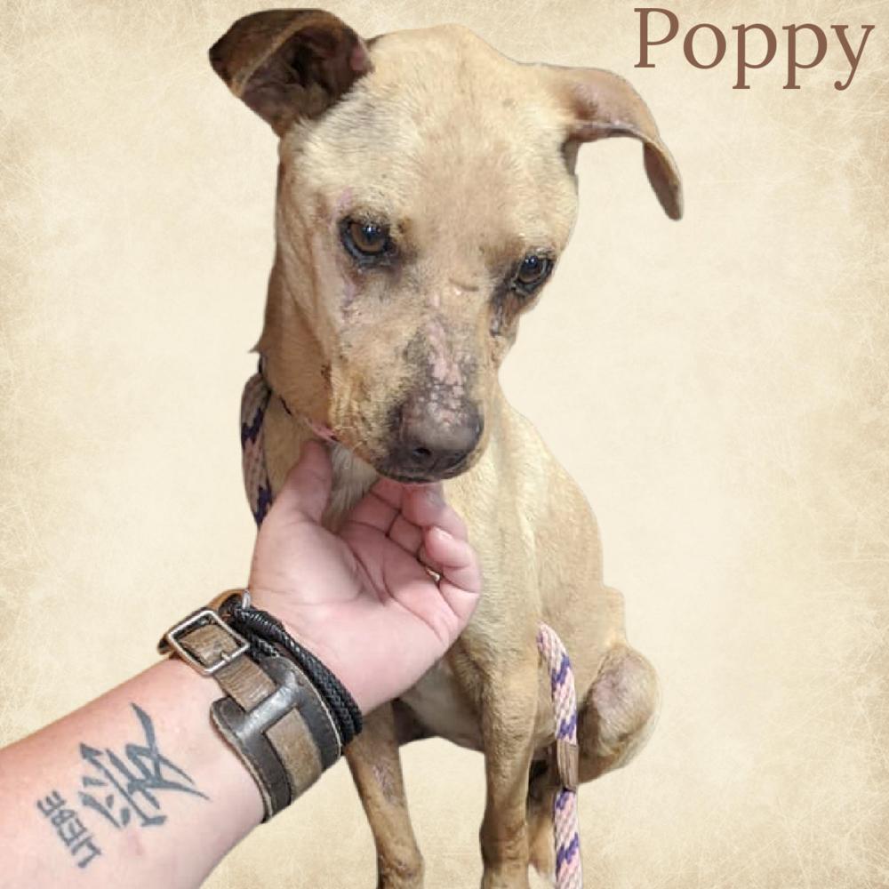 Poppy, Adoptable, Young Female Terrier.