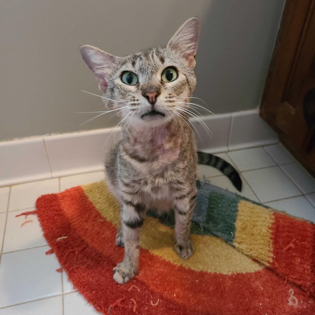 Odin, Adoptable, Young Male Domestic Short Hair.