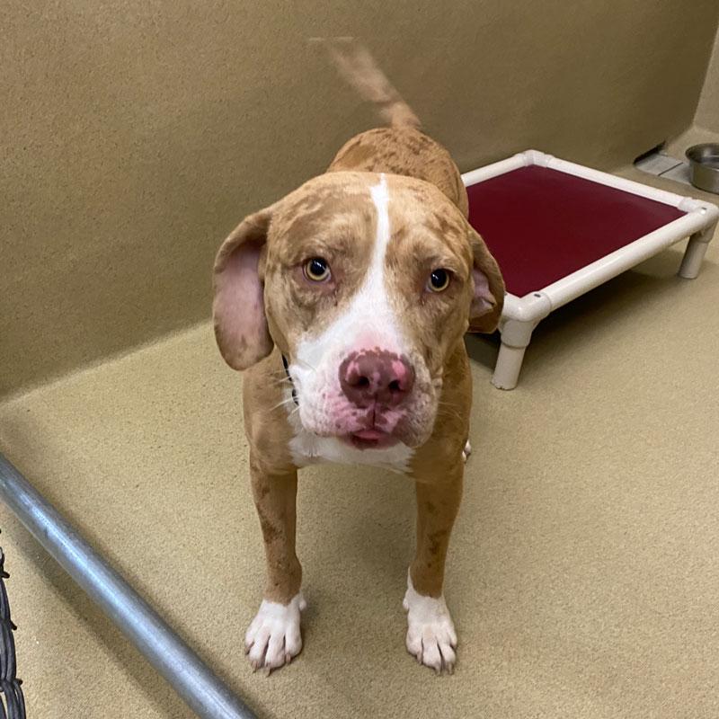 Mojo, a ADOPTABLE mixed breed in Monroe, GA image 1/2