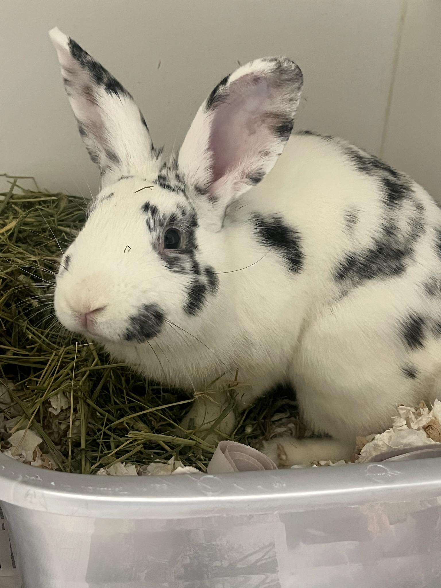 Cookie (ID 49677/4298), adoptable, Baby Male Bunny Rabbit.
