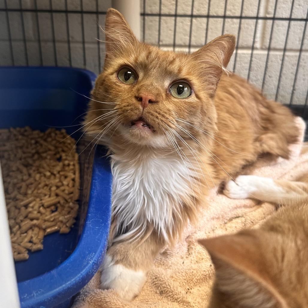 Chase, a Adoptable Domestic Long Hair in Alexandria, VA image 1/2