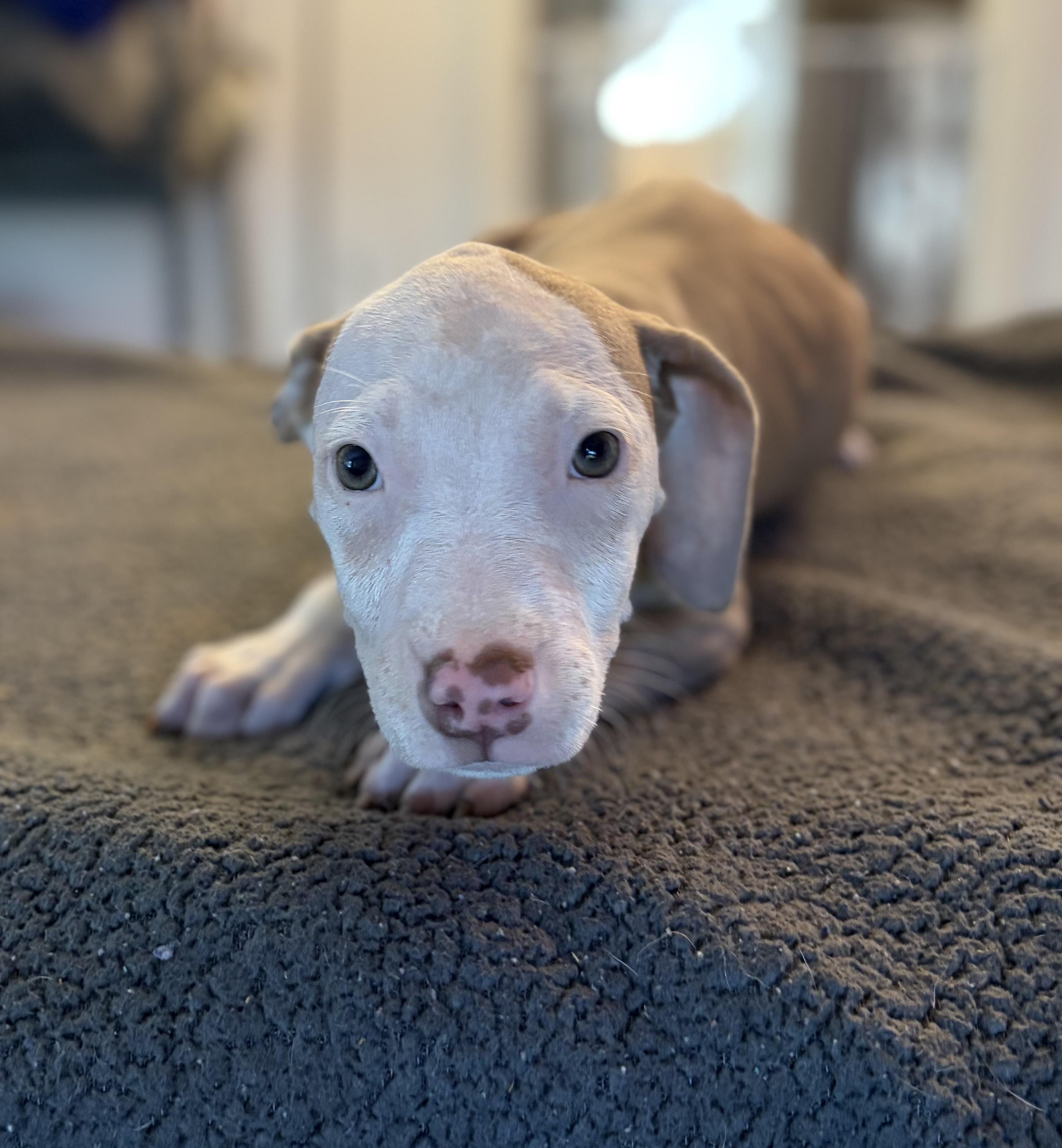 Tiramisu, adopted, Puppy Female Pit Bull Terrier.
