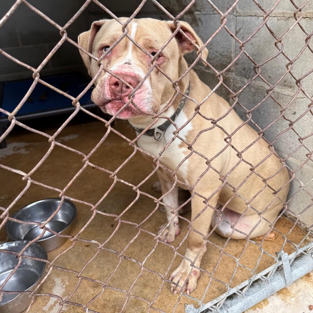 Arcadius — thumbnail 2