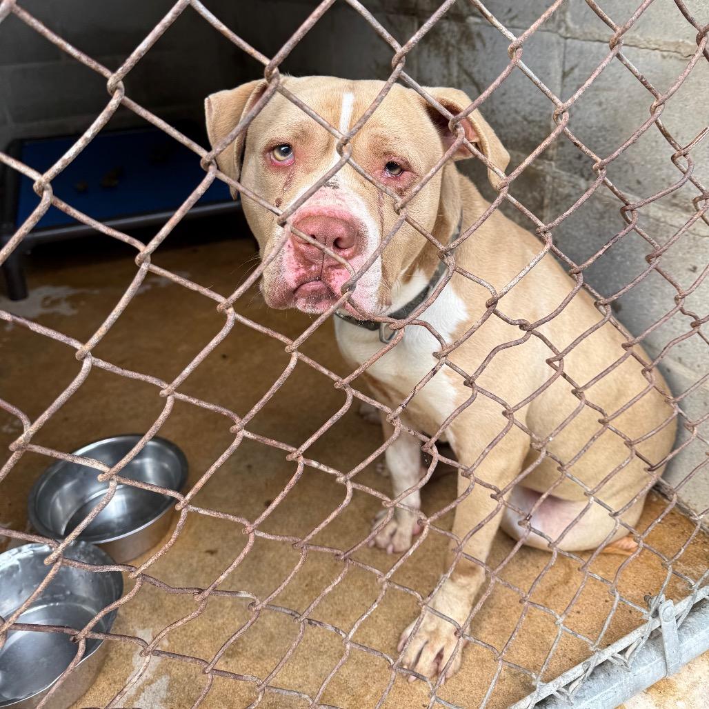 Arcadius — thumbnail 3