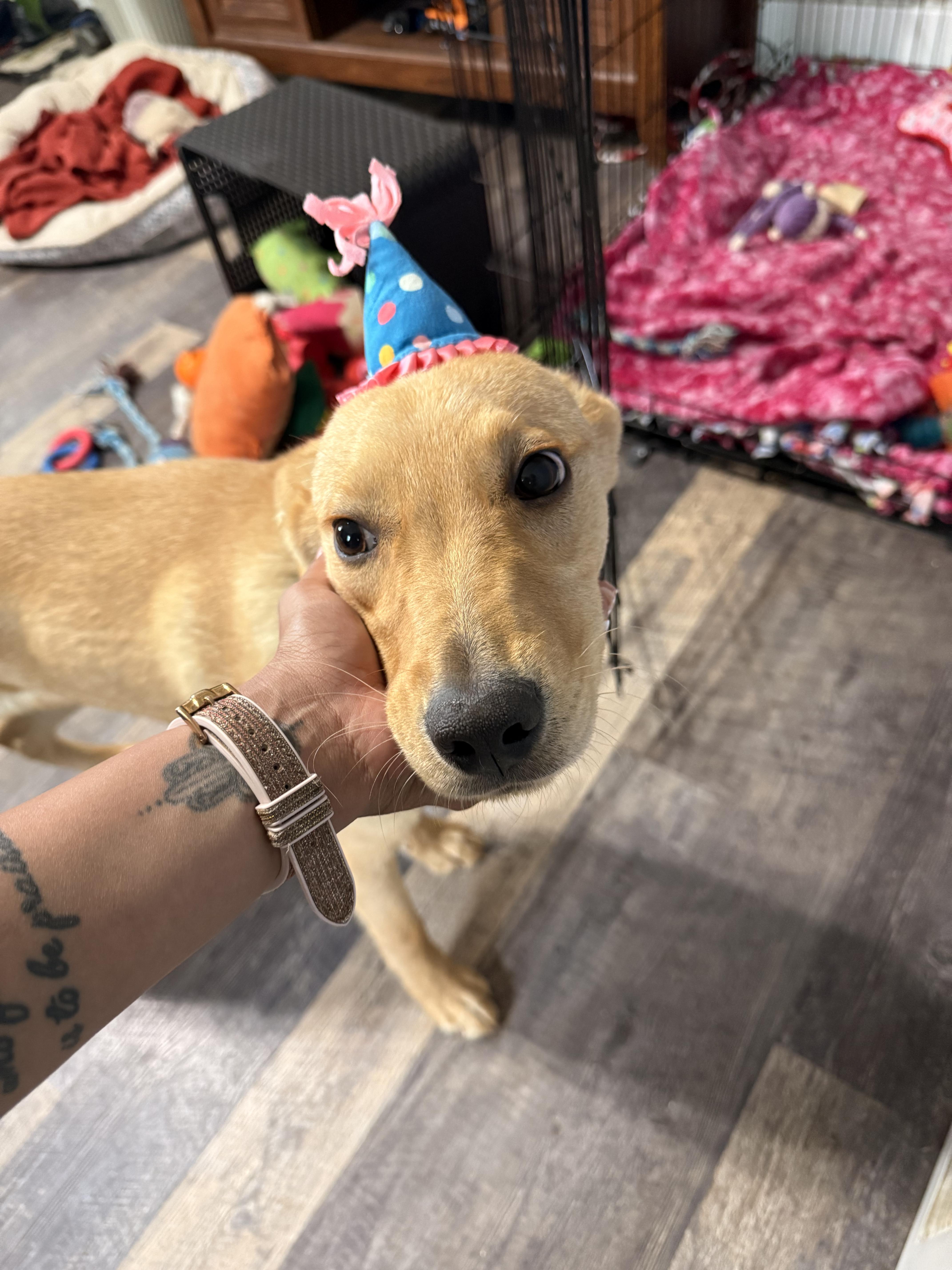 Luke, an adoptable Yellow Labrador Retriever, Shepherd in Riverton, WY, 82501 | Photo Image 5