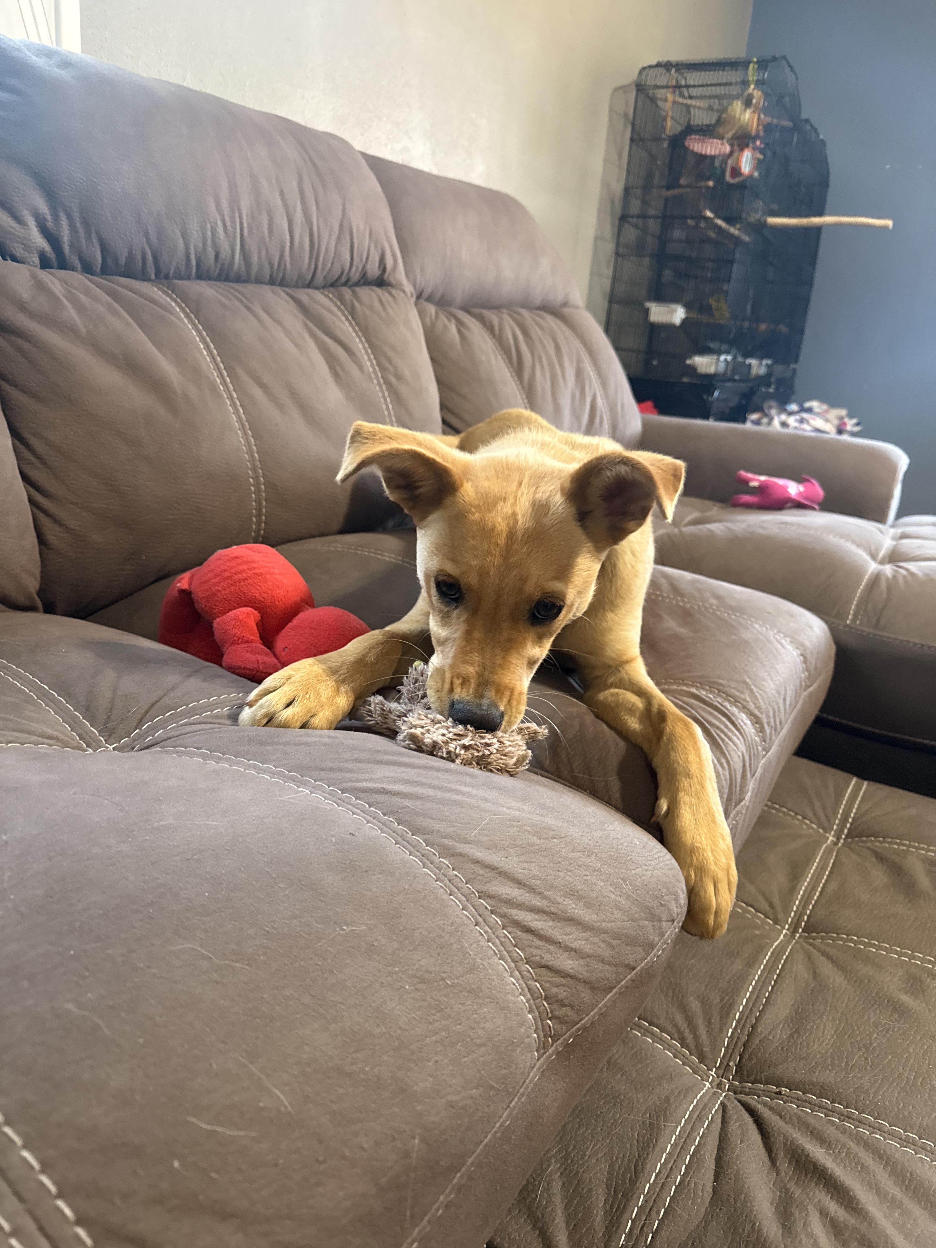 Luke, an adoptable Yellow Labrador Retriever, Shepherd in Riverton, WY, 82501 | Photo Image 3