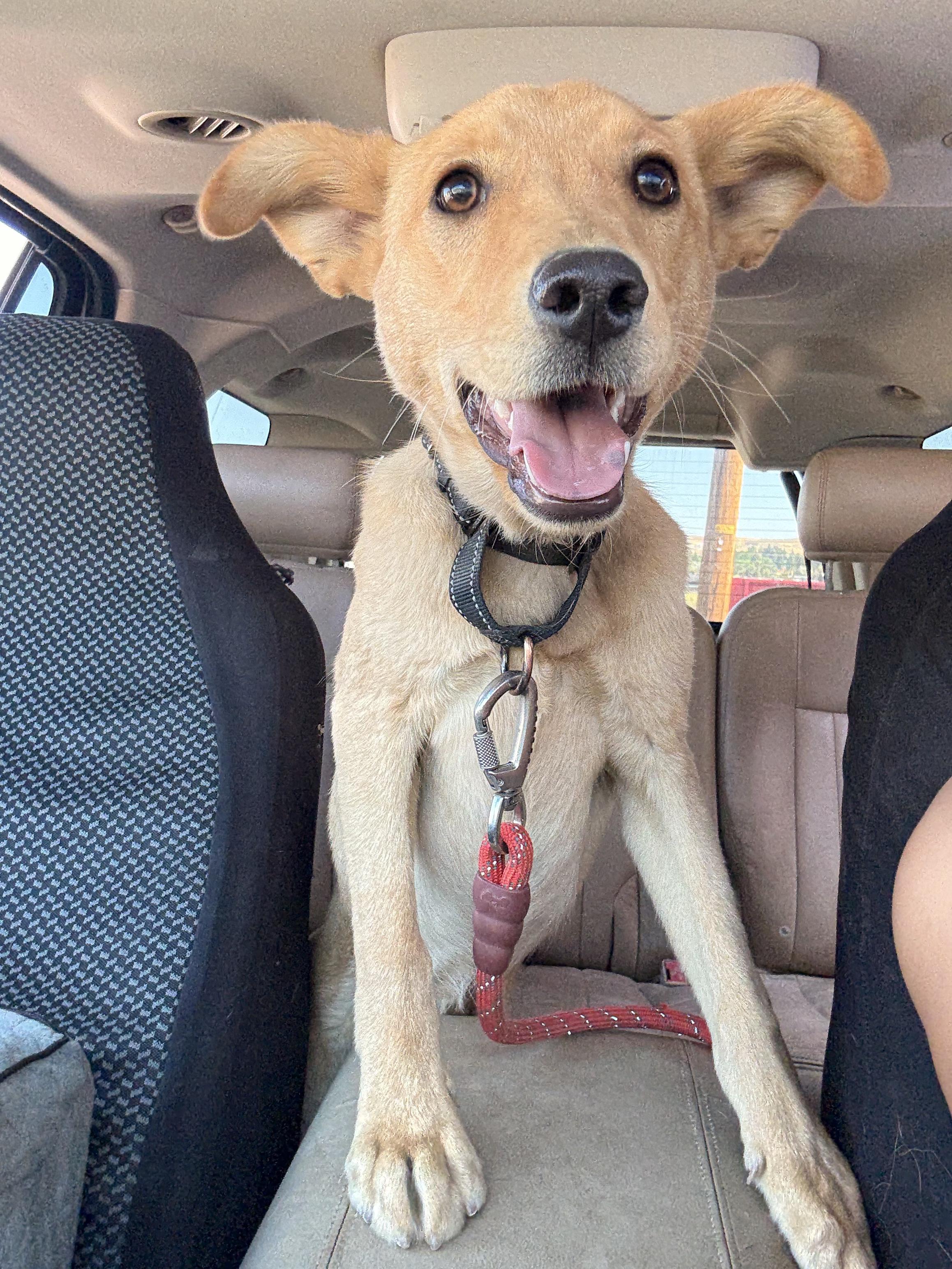 Luke, an adoptable Yellow Labrador Retriever, Shepherd in Riverton, WY, 82501 | Photo Image 1
