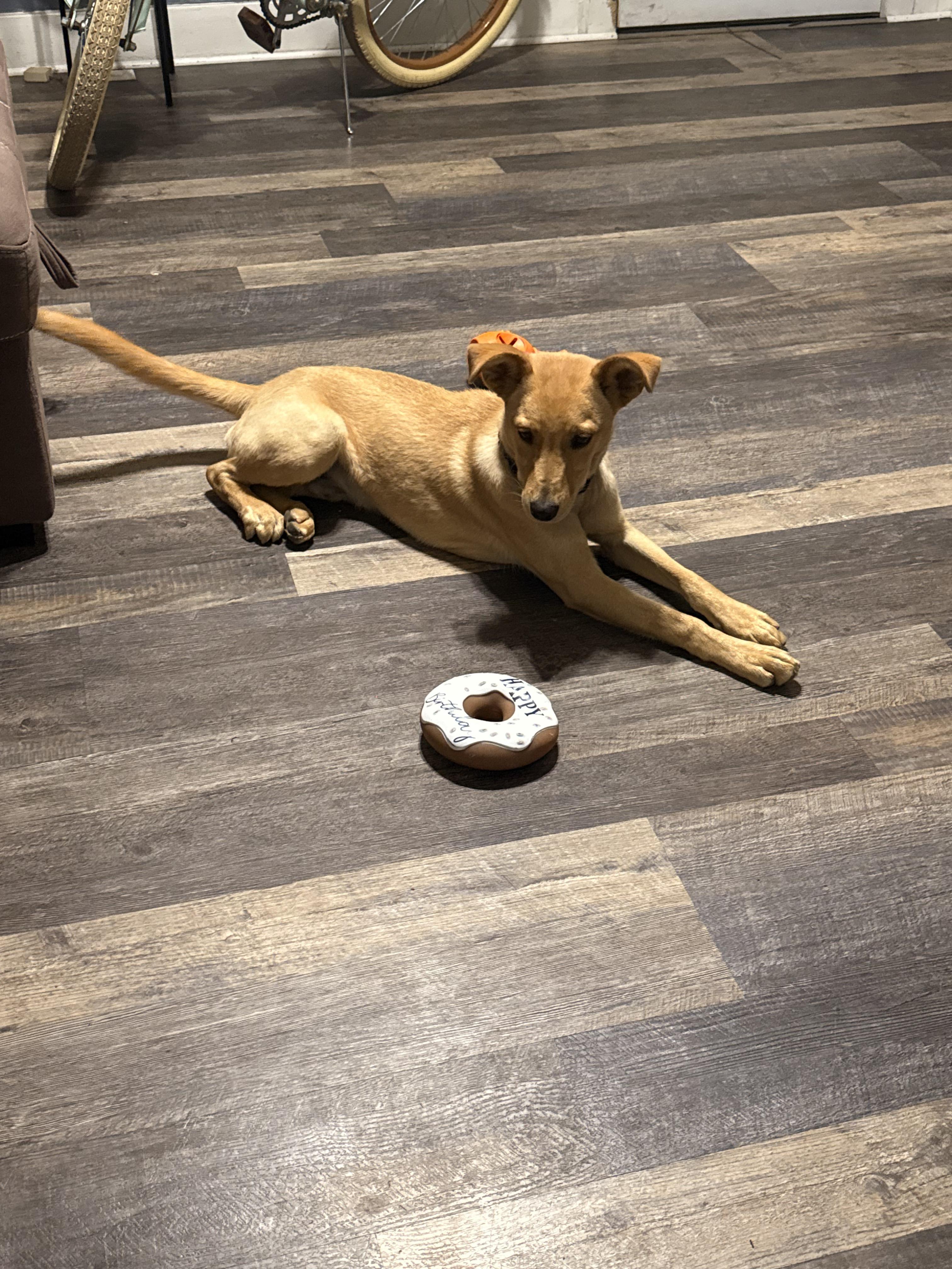 Luke, an adoptable Yellow Labrador Retriever, Shepherd in Riverton, WY, 82501 | Photo Image 4
