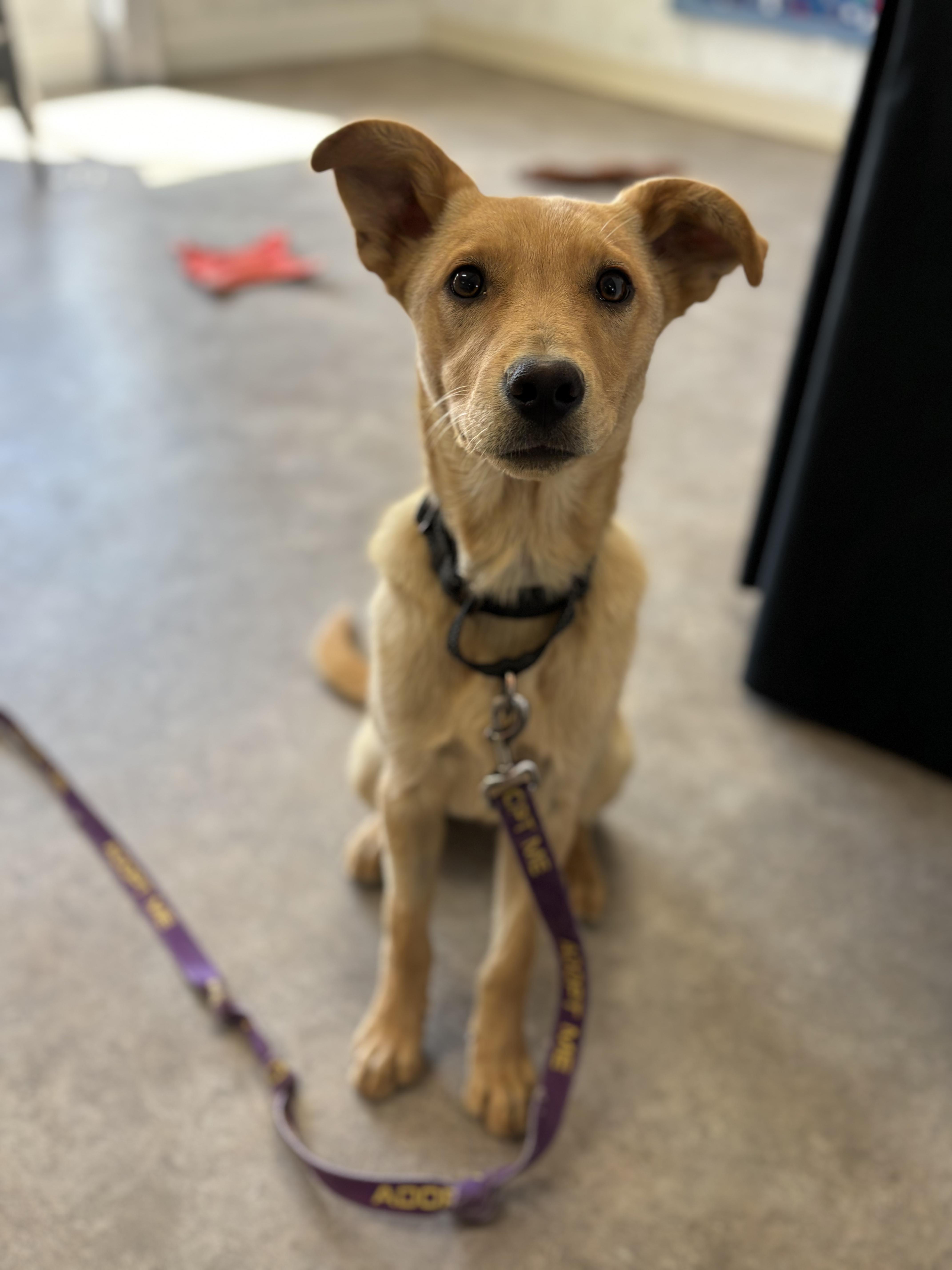 Luke, an adoptable Anatolian Shepherd, Yellow Labrador Retriever in Riverton, WY, 82501 | Photo Image 1