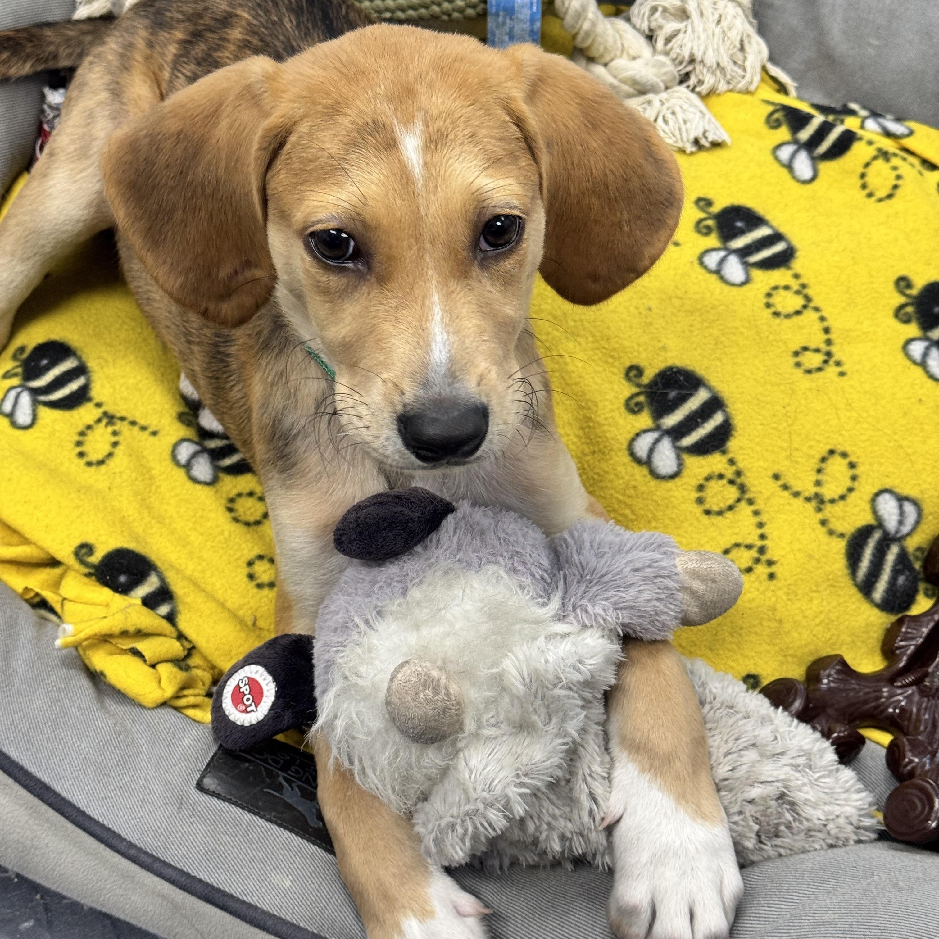 Enlarge Tripp, a Adopted mixed breed in Calabash, NC image 5/6