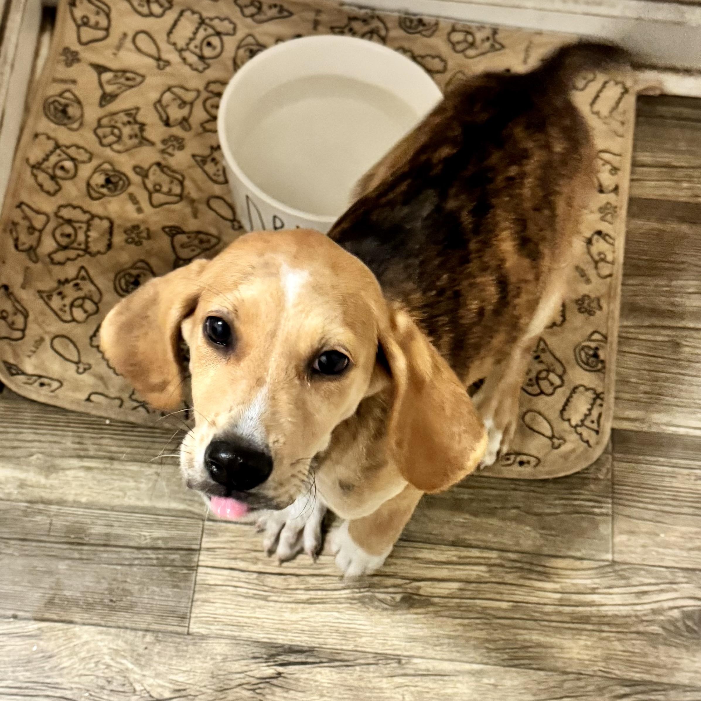 Enlarge Tripp, a Adopted mixed breed in Calabash, NC image 6/6