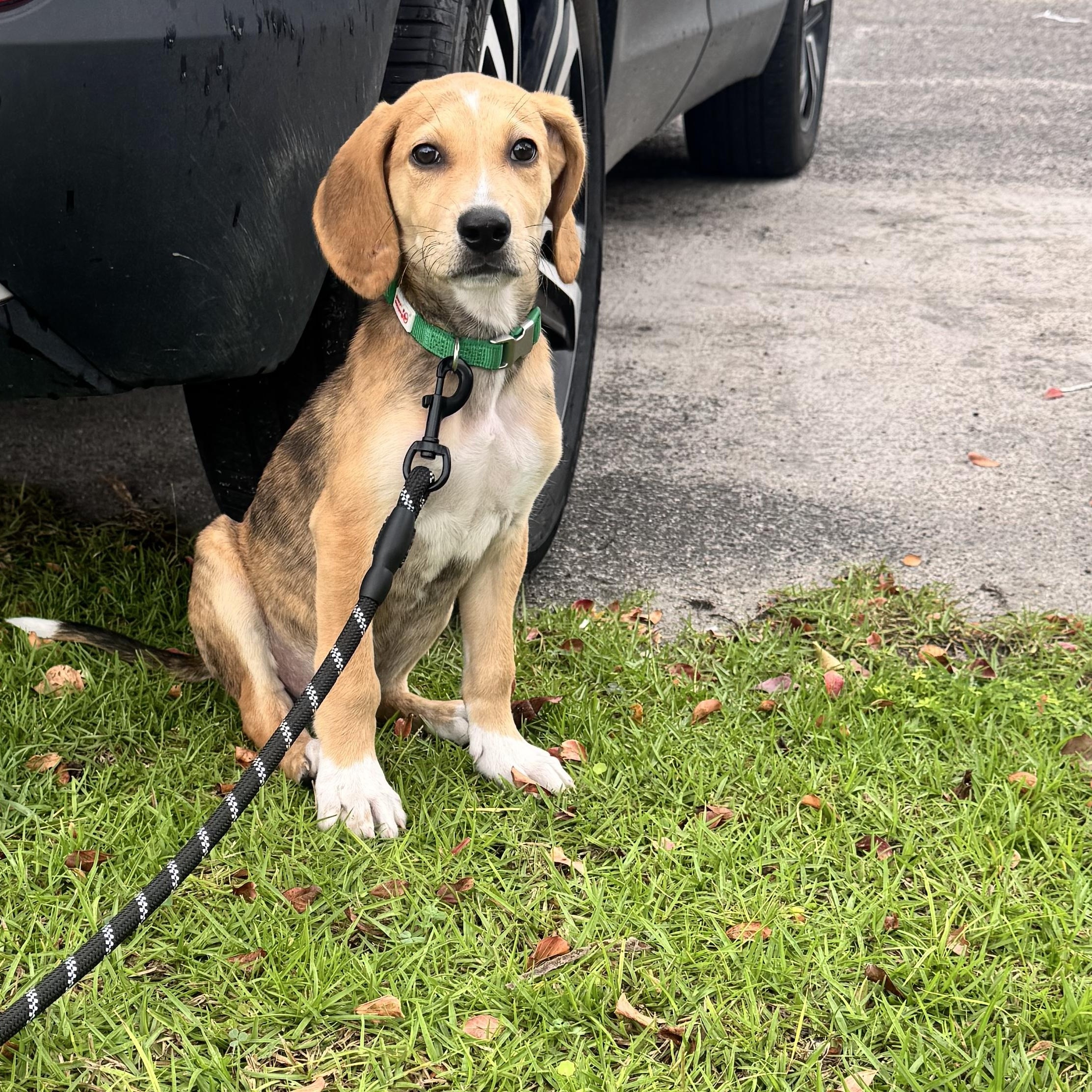 Enlarge Tripp, a Adopted mixed breed in Calabash, NC image 2/6