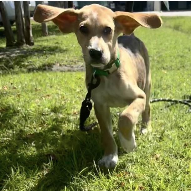 Enlarge Tripp, a Adopted mixed breed in Calabash, NC image 3/6