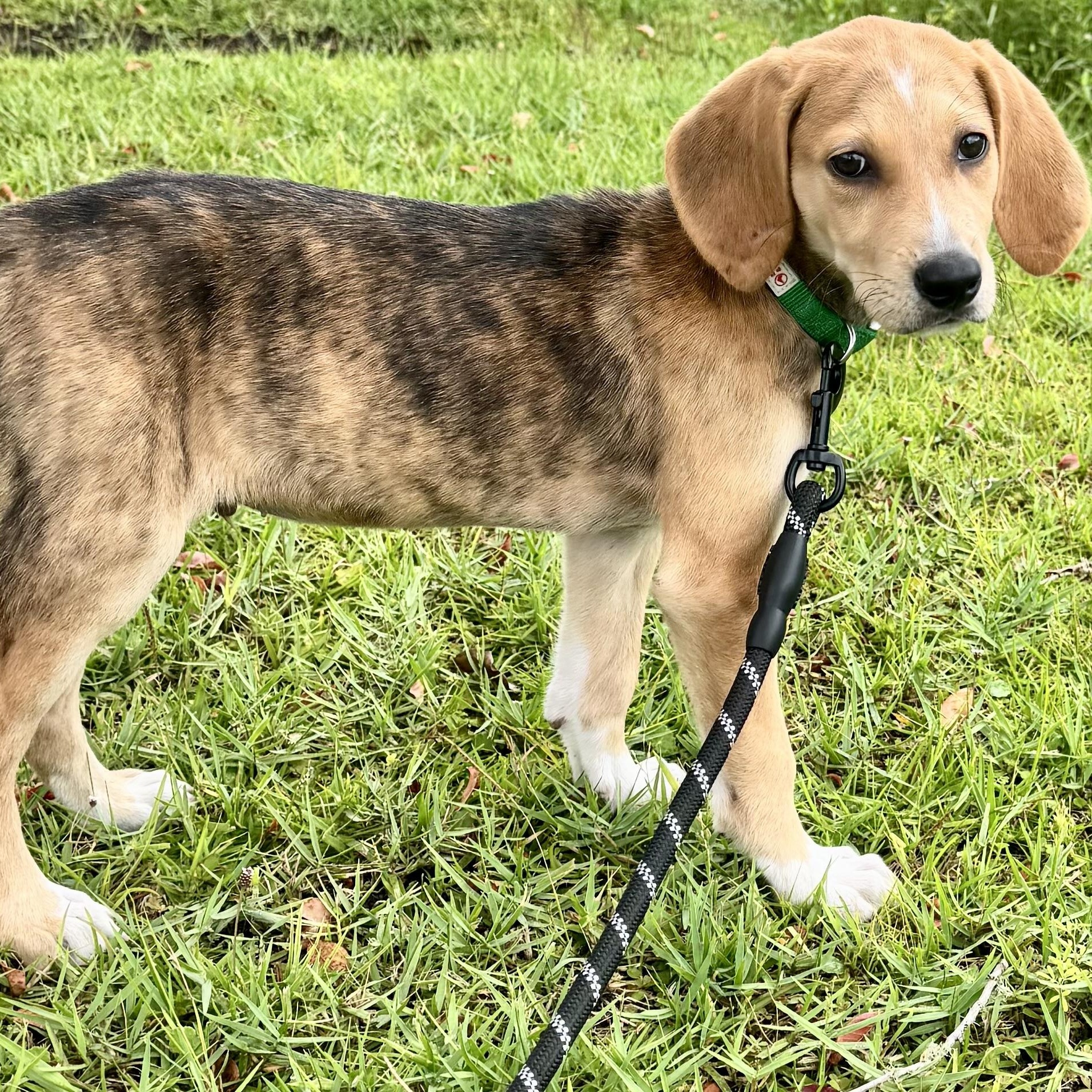 Tripp, Adopted, Young Male Beagle & Coonhound.