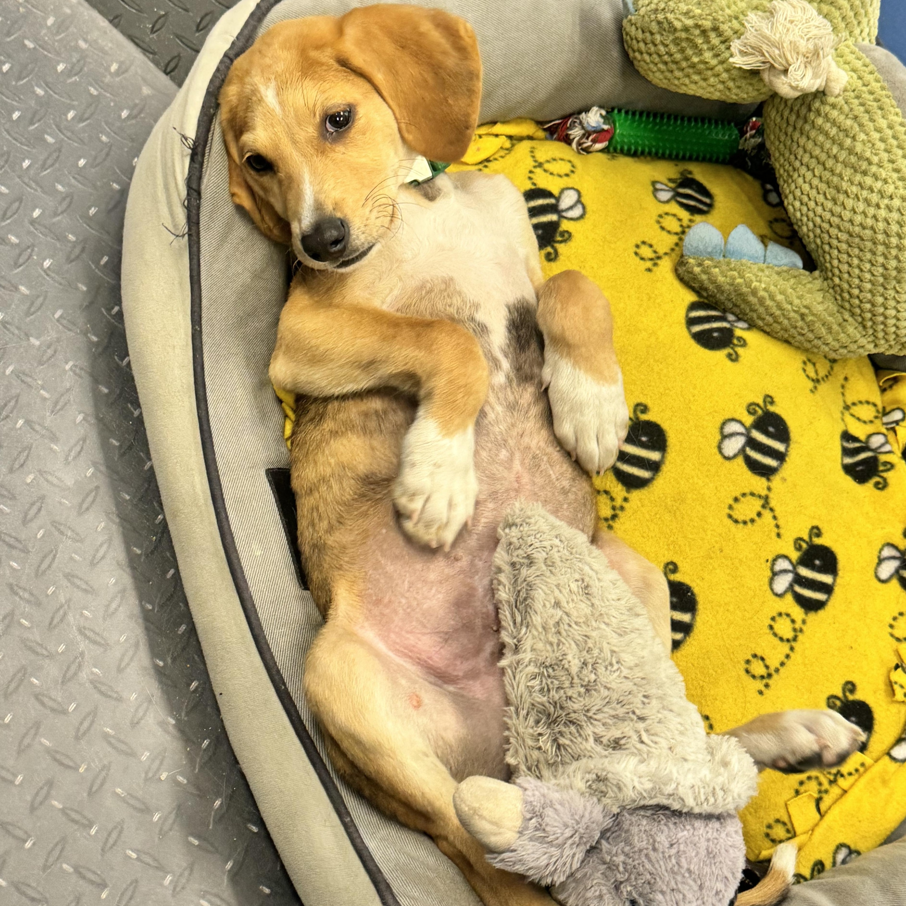 Enlarge Tripp, a Adopted mixed breed in Calabash, NC image 4/6