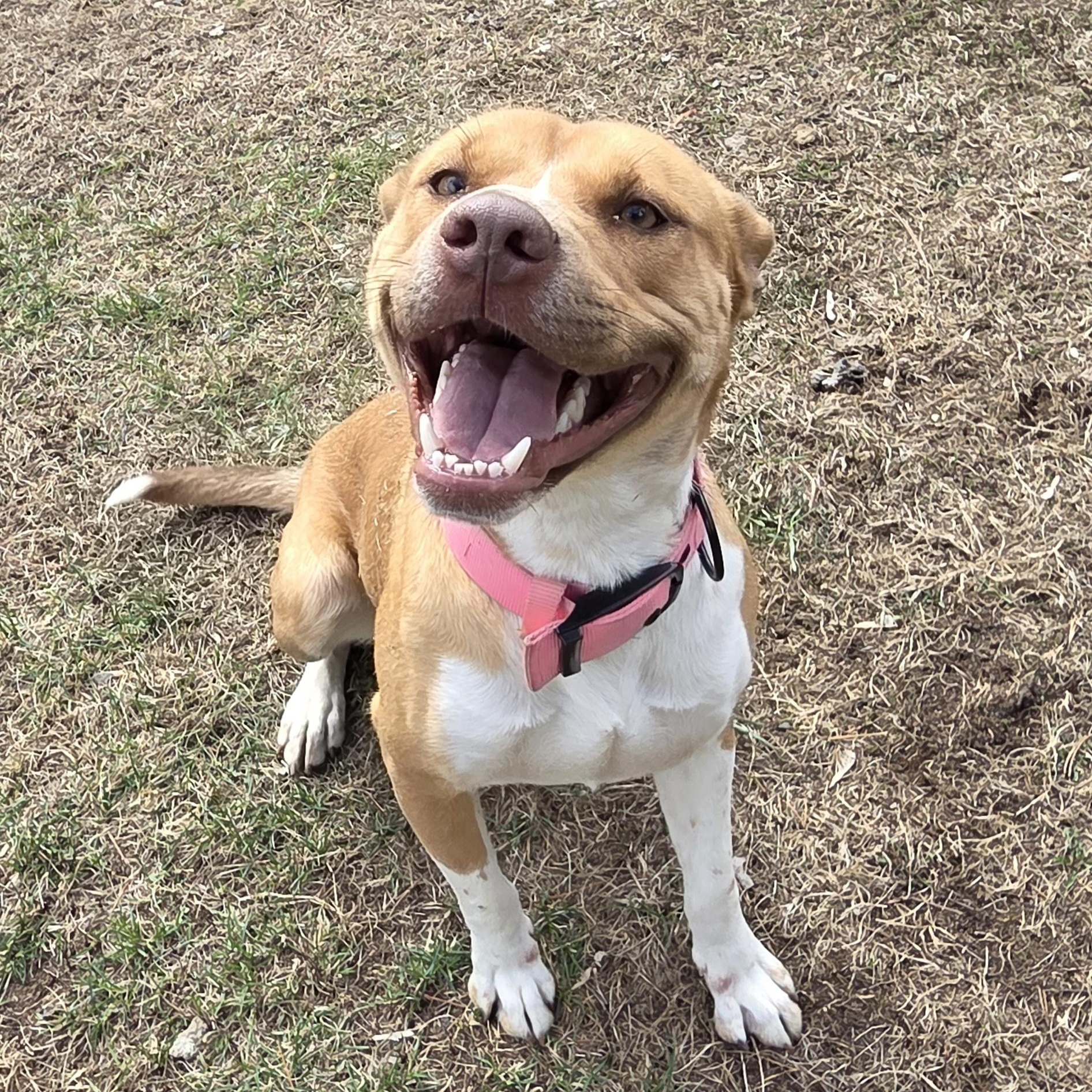 Enlarge Nuggets, a Adoptable mixed breed in Park Rapids, MN image 3/4