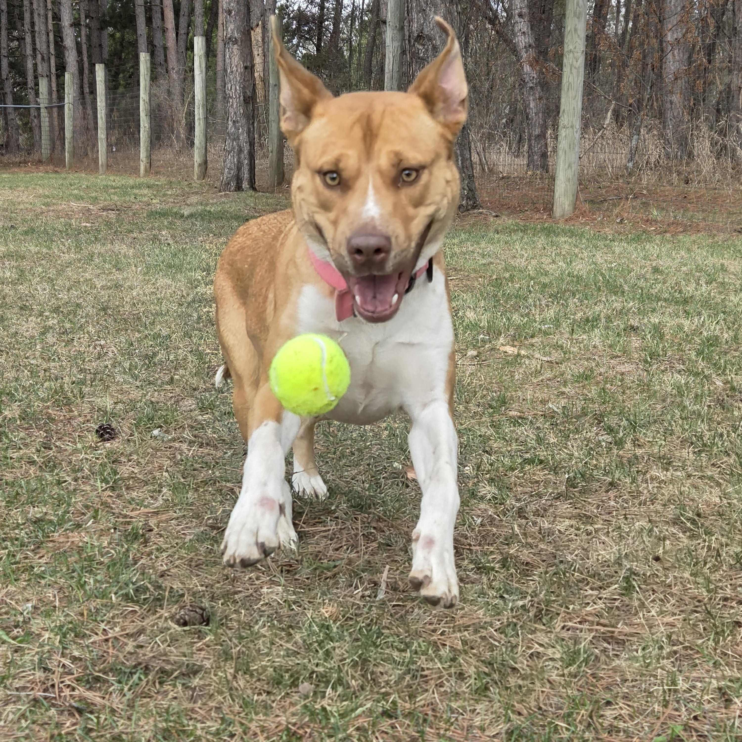 Enlarge Nuggets, a Adoptable mixed breed in Park Rapids, MN image 4/4