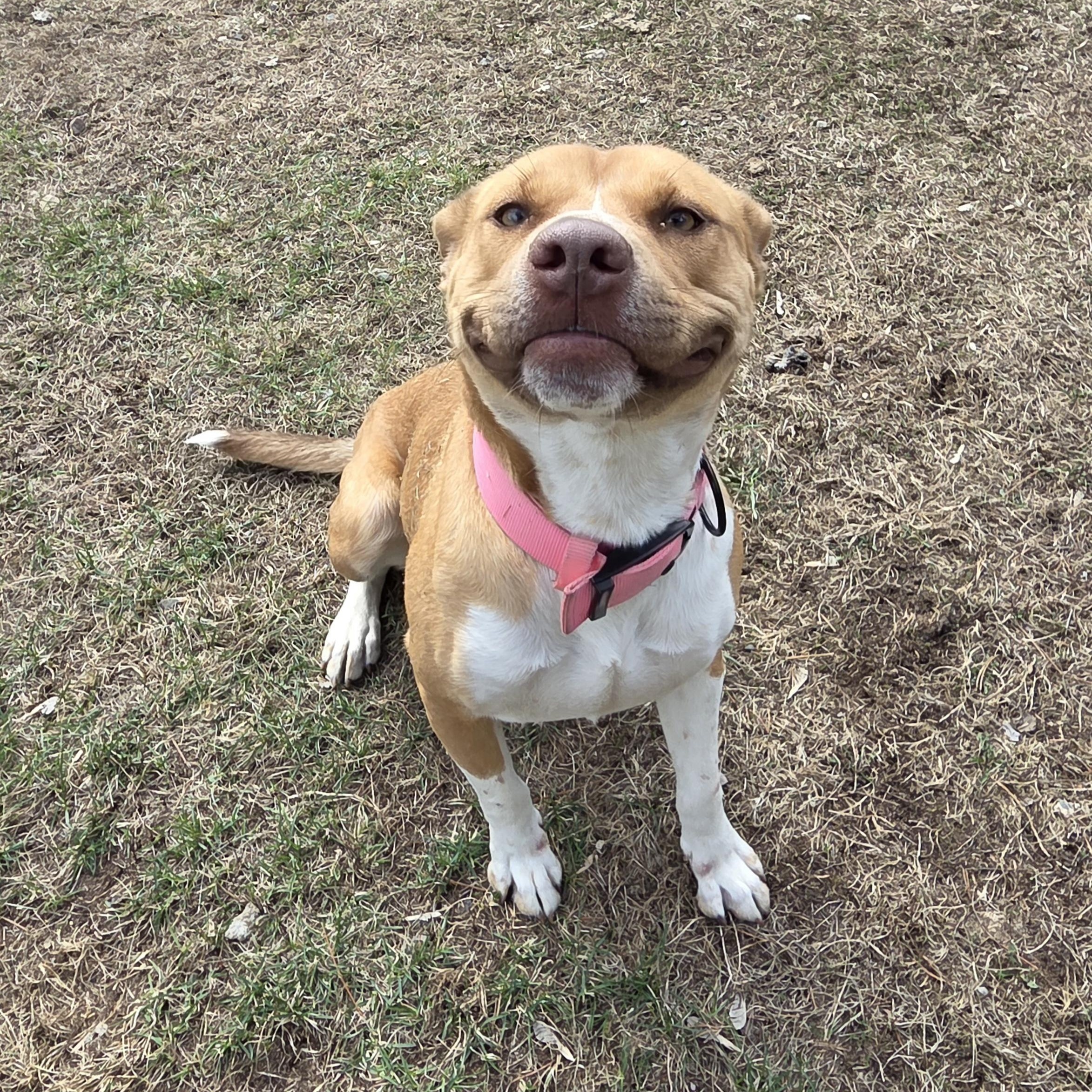 Nuggets, Adoptable, Young Female Labrador Retriever & Pit Bull Terrier.