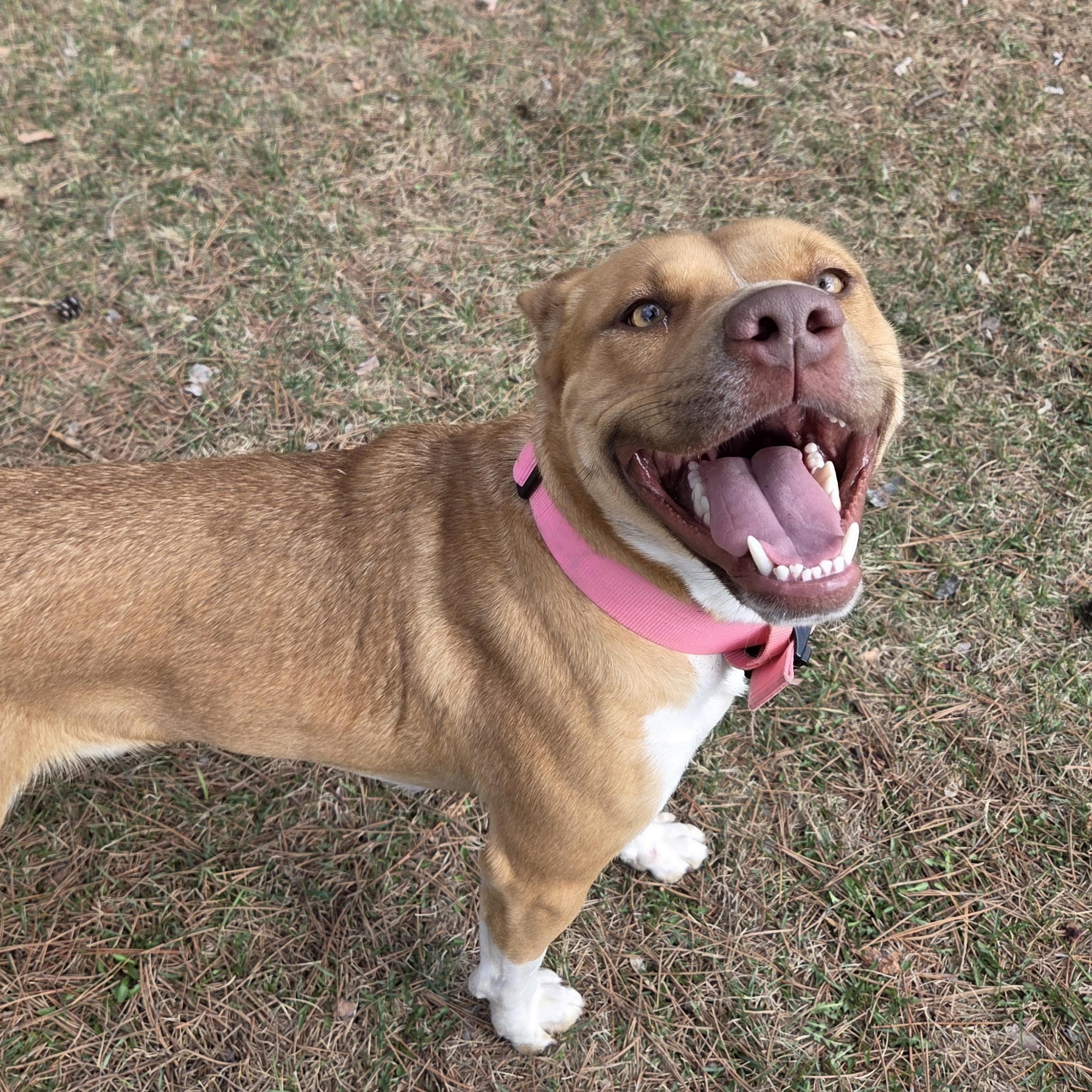 Enlarge Nuggets, a Adoptable mixed breed in Park Rapids, MN image 2/4