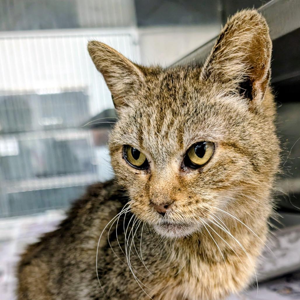 Cherie, Adoptable, Senior Female Domestic Short Hair.