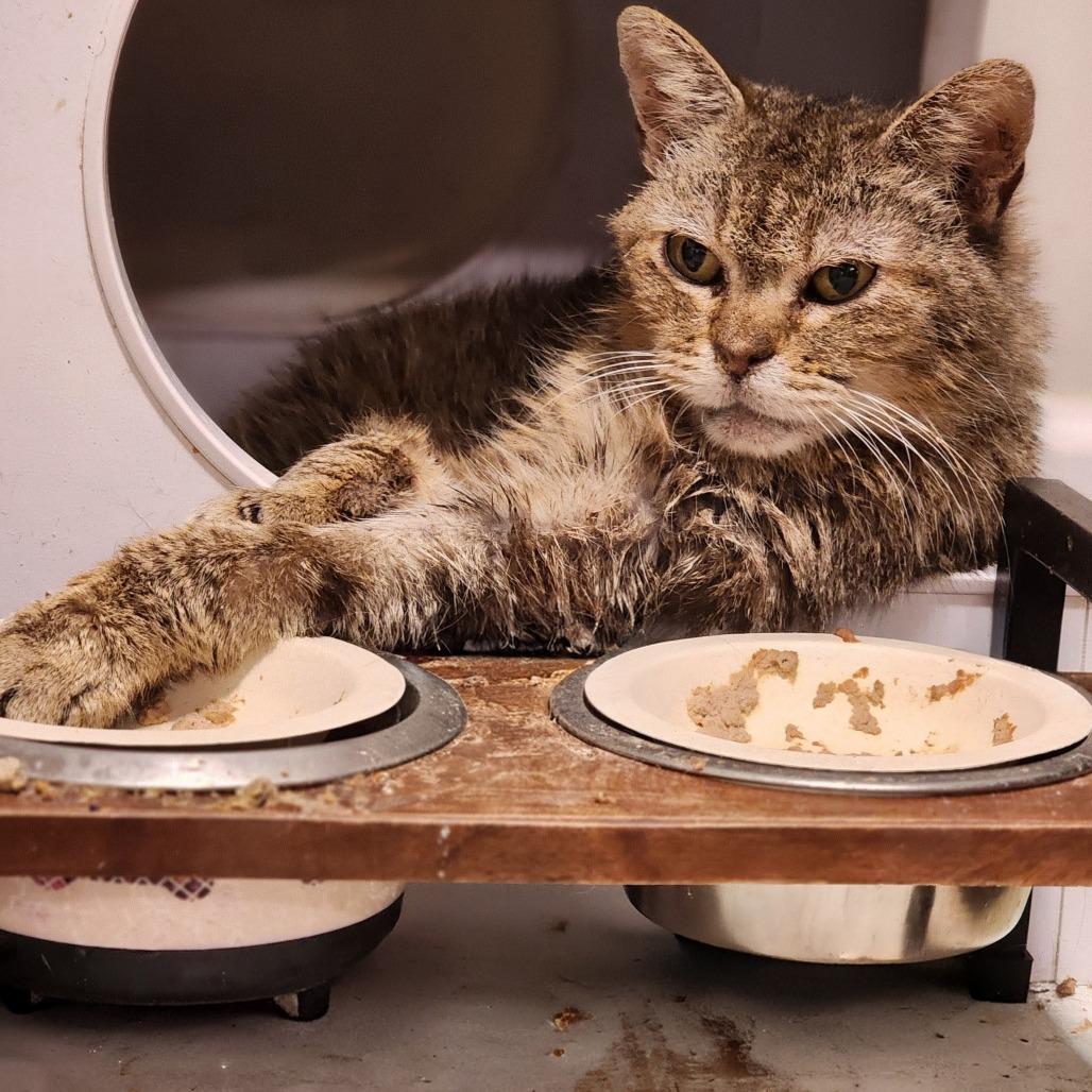 Enlarge Cherie, a Adoptable Domestic Short Hair in Toms Brook, VA image 1/1