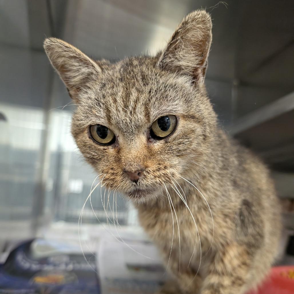 Enlarge Cherie, a Adoptable Domestic Short Hair in Toms Brook, VA image 2/2