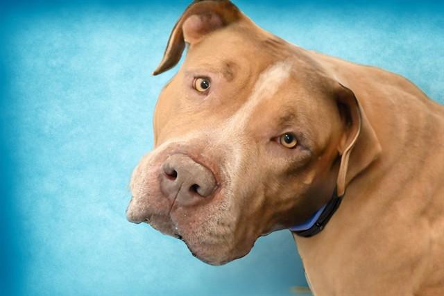 CHARMING, Adoptable, Young Male Pit Bull Terrier.